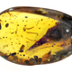 A beautifully preserved skull of a 99-million-year-old bird found trapped in Burmese amber.